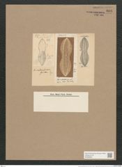 Navicula crabroniformis Grun. (de-Toni-Nr.: Genus 1, Species 264) Zeichnungen Sammlung Grunow Nr. 608 (NHMW-BOT-W0366969)